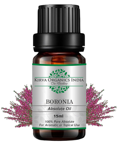BORONIA ABSOLUTE OIL - Kirva Organics India