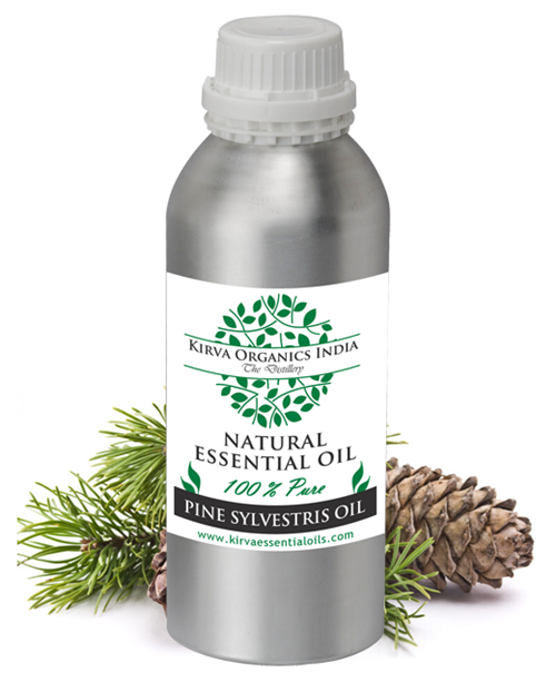 PINE SYLVESTRIS OIL - Kirva Organics India